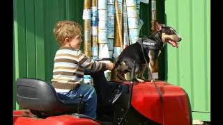 Miniature Bullterrier Mini Bully  Schutzdienst Schutzhund  protection  working dogs  AVD eV [upl. by Philender981]