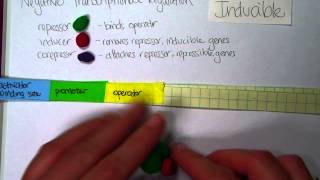 negative transcriptional regulationredoavi [upl. by Aikemit]