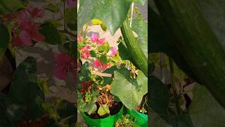 Homemade liquid fertilizer for plants 🪴shorts [upl. by Ocirled]