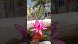 କଇଁଫୁଲ waterlily waterlilycare plantfertilizer plantcaretips terracegarden flowergardens [upl. by Naelcm]