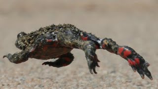 무당개구리 Oriental firebellied toad  Bombina orientalis [upl. by Tillfourd]