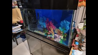 A Bigger Aquarium for my Happy Flowerhorn Cichlids [upl. by Mcmaster]