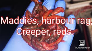 How to care for harbour ragwormmaddies [upl. by Meeka]