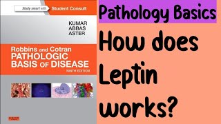 Orexigenic vs Anorexic Pathway [upl. by Selry690]