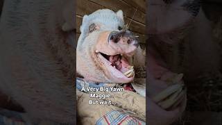 The most adorable double yawn up close amp personal with Maggie❤️🐷❤️ [upl. by Mariette552]