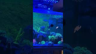 Reef update Short Video December 2024 [upl. by Nael898]