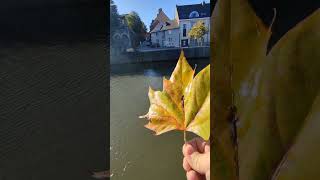 Golden Autumn in Tournai History channel and wishes to subscribers vlog travel subscribe [upl. by Aierdna]