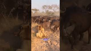 The Buffalo That Stands Against Lions AfricanBuffalo Wildlife SavannaGiants PredatorVsPrey [upl. by Fugere]