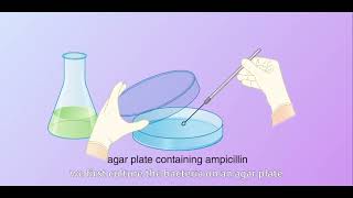 Production of Human Insulin [upl. by Parnas]