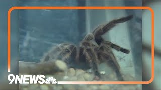 Thousands of tarantulas will emerge out of their homes in Colorado [upl. by Alurd]