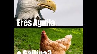 Eres águila o gallina [upl. by Eniala]