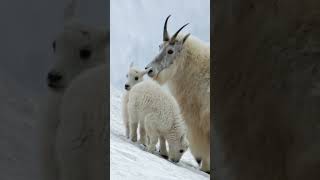 Mountain goats survive where few others can goat mountaingoat naturepbs animals pbs [upl. by Bornie154]