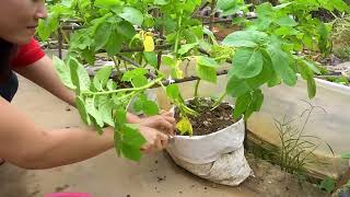 How to propagate potatoes at home for many tubers and easy [upl. by Ahsilet]