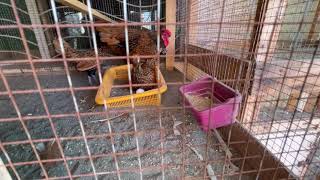 Live 2 egg laying  Golden sebright fancy chicken  bantam [upl. by Sheryle]