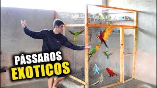 MONTEI UM VIVEIRO GIGANTE PARA AVES EXÓTICAS [upl. by Atikihc]