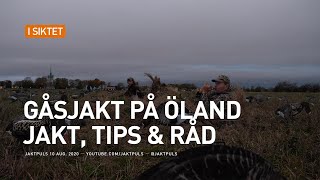 Gåsjakt på Öland  Jakt tips amp råd [upl. by Staley]