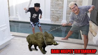 MUNCUL BABI NGEPET DI KAMPUNG BOCIL BERPERANG MELAWAN BABI NGEPET [upl. by Lednem998]