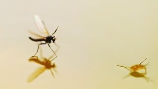 Grunnen til at insekter kan gå på vann  Why insects can walk on water [upl. by Aldrich]