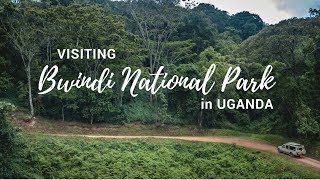 Exploring Bwindi Impenetrable National Park  Gorilla Safari Lodge  Uganda [upl. by Ymerrej]