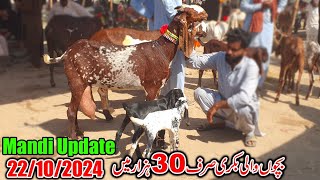 Sahiwal Outside Bakra Mandi New Update  Baccho Wali Bakriyan 30k Se 80k Ki Goats 2024 [upl. by Piselli840]