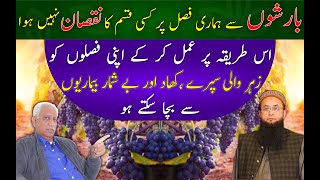 How To Save My Fruits From Disease  NO FERTILIZER  NO PESTICIDES  Organic Grapes Faisalabad [upl. by Mikes]