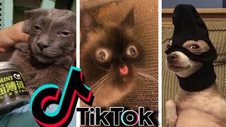 Funniest TikTok Dogs and Cats 52  Try Not to Laugh with TikTok Animals 2020  OnPets Sparkle [upl. by Dougy59]