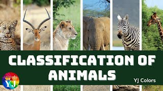 Classification of Animals  Types of animals  Vertebrates amp invertebrates  cocomelon  chuchutv [upl. by Heron19]