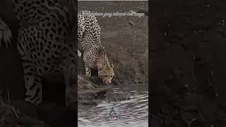 Jaguar vs crocodile viralvideo wildlife wildanimal jaguar crocodile short fyp omg reels [upl. by Akcebar695]