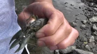 How to locate and Net CrawdadsMudbugsCrayfish Crawfish [upl. by Waxler]