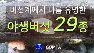 84 버섯계에서 나름 유명한 야생버섯 29종 29 kinds of famous wild mushrooms [upl. by Airaet751]