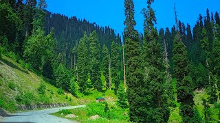 bangus valley senic road view dense forest❤️📸 [upl. by Kecaj]