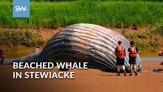 Humpback whale beached along Stewiacke River  SaltWire whale news update novascotia newstoday [upl. by Morgun]