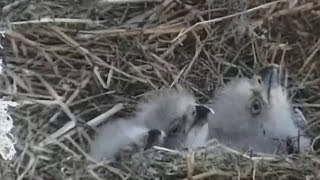 West End Eagles Now there are three eaglets  exploreorg 03122024 [upl. by Marjana]