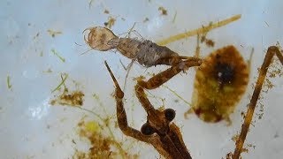 Fascinating Water Scorpion Feeding on Two Insects [upl. by Eesak]