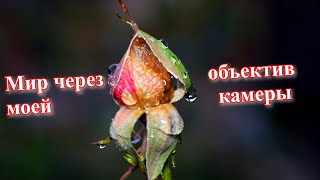 Мир через объектив моей камеры [upl. by Yhotmit]