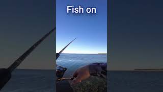 Catching Australian Garfish fishing fish Garfishshorts [upl. by Pavyer]