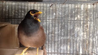 The common myna Female  Indian myna calling BirdSounds [upl. by Manouch]