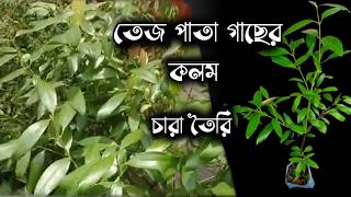 তেজপাতা গাছের চারা তৈরিtej patta gacher kolomtej pata gacher chara toiriচারা তৈরিtej patta [upl. by Hally530]