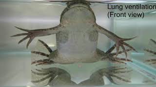 Lung ventilation of African clawed frog Xenopus laevis [upl. by Dopp]