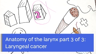 Anatomy of the Larynx Laryngeal Cancer by Zoe KirkhamMowbray Part 3 of 3 [upl. by Yran]