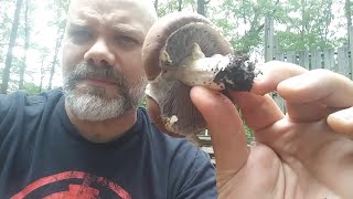 Wine Cap Mushrooms with The Mushroom Hunter [upl. by Eddra]