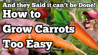 Easy TRICK on How to Grow Carrots From Seed to Harvest Sowing with NO Waste Tips Container Gardening [upl. by Andi5]