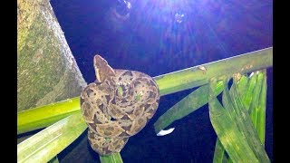 Deadly FerdeLance Viper Coiled up a Tree [upl. by Fabian]