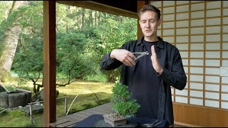 How to Unwire a Bonsai [upl. by Harcourt]