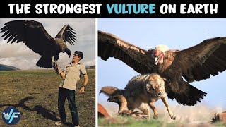 Andean Condor  The Strongest Vulture on Earth [upl. by Princess]