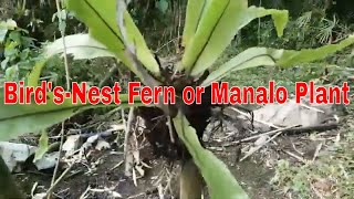 Bird’s Nest Fern  Manalo Plant [upl. by Kano]