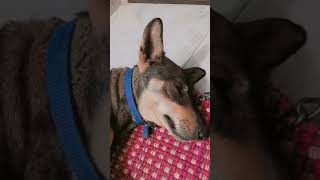 youtube dogyzworld doglove indian funny doglovers dog pets doggyz [upl. by Idonah]