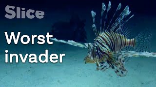 Where did the Lionfish come from   SLICE [upl. by Ylirama751]