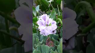 जलकुम्भी का फूल water hyacinthwater orchid पानी गोभीpistia water lettuces nile cabbage [upl. by Aehtrod]