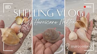 Post Hurricane Milton Shelling on Marco Island 🐚 [upl. by Eilyak]